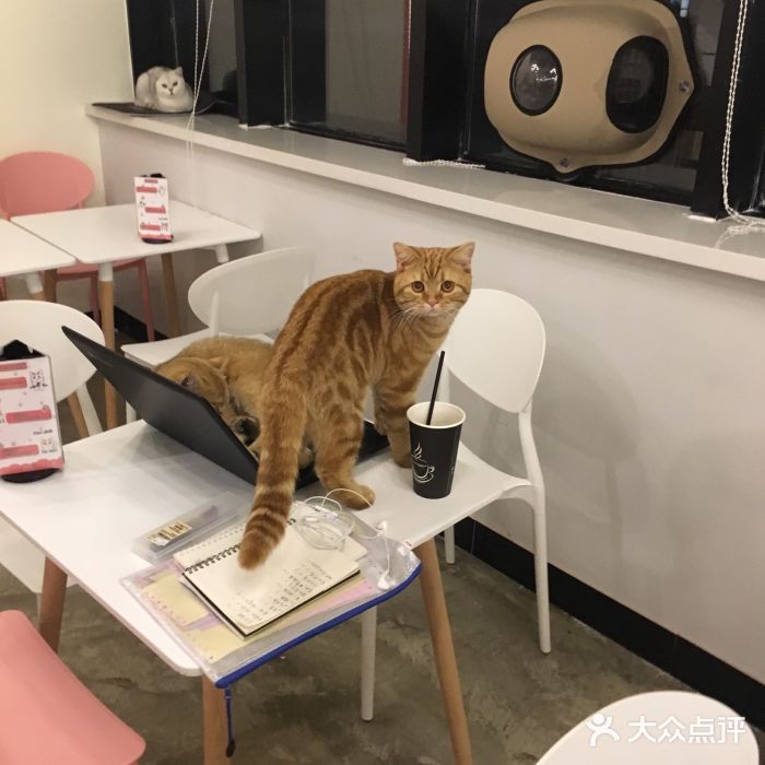 喵匠猫主题咖啡(凯德和平广场店)图片