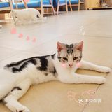超解压！人均40元撸猫治愈不开心！