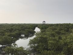 -北海金海湾红树林生态旅游区
