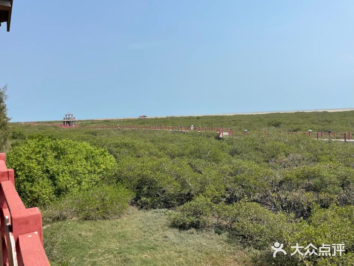 北海金海湾红树林生态旅游区图片