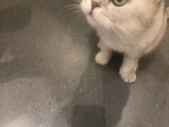 -飞行喵MR PILOT|猫舍·猫咖(静安大融城店)