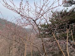 -北京西山国家森林公园