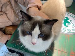 -喵喵咪呀布偶猫咖(春熙路店)