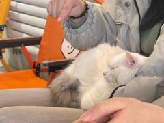 -平行世界·猫咖(首经贸店)