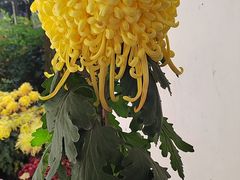 -杭州植物园