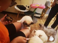 -滚猫咖啡·猫咖·猫友好撸猫(未来城店)