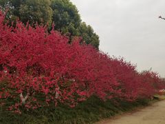 -秀丽东方