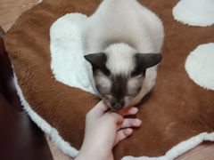 -李小姐の猫咖啡馆(五角场店)