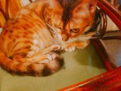 -猫色咖啡·猫咖
