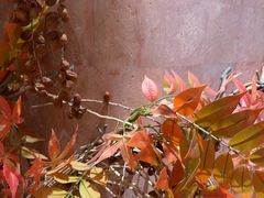 -BEAST野兽派(上海浦东嘉里城店)