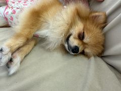 -怪兽屋·羊驼·猫咖·狗咖(俊华广场店)
