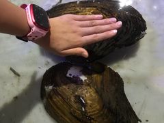 河蚌-八仔大富楼·河鲜(西江店)