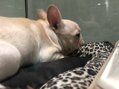 -momokira米努特·德文卷毛猫·棉花面纱犬