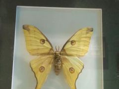 -上海昆虫博物馆