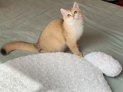 -东方名猫馆·英短金渐层布偶猫舍(环线广场1号楼店)