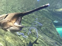 -瑞普利水族馆