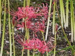 -白塘生态植物园