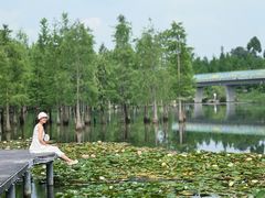 -白鹭湾湿地公园