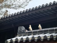 -灵谷景区