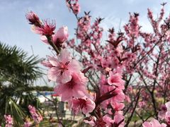 -南汇水蜜桃采摘(大团店)