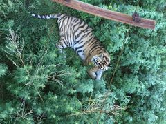 -新疆天山野生动物园