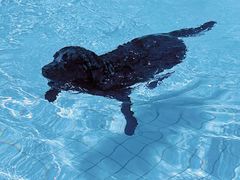 -帕帕拉兹宠物(亚洲旗舰店)