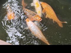 -鱼醉无骨鱼·中山脆肉鲩(南浦店)