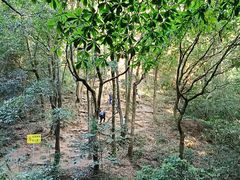 -火炉山森林公园