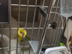 -爱侣宠医·鹦鹉专科·小型哺乳类·异宠专科(灵石路店)