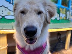 -逗柴町空中花园·雪橇三傻·柴犬柯基狗咖·猫咖·爬宠