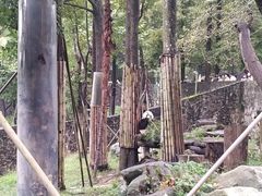 -都江堰中华大熊猫苑