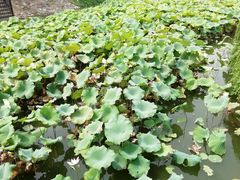 景点-紫荆山公园