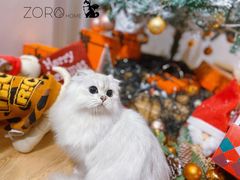 -佐罗家宠物馆·猫文化馆(紫霞路店)
