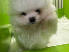 -唐小姐の猫狗洗护·购宠旗舰店(周浦万达店)