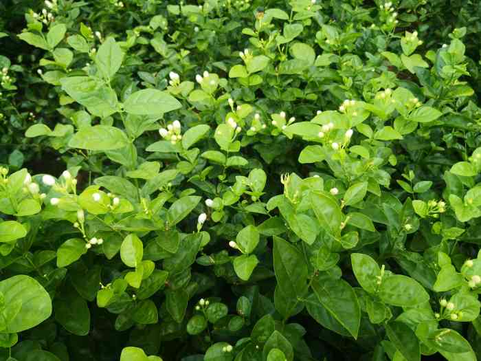 中华茉莉园-"交通:南宁自驾车过来,大概差不多两小时.