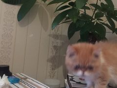 -1013 PET SHOP 宠物商店(近铁城市广场店)