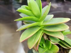 -沪上阿姨·精选茶饮(燕郊富地广场店)