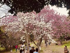 -应天大明王朝·南京菜(中山陵店)