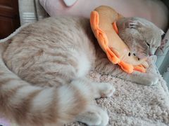 -艾吉宠物医院·疑难杂症转诊中心·猫友好(碧江路院)