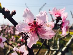 -南汇水蜜桃采摘(大团店)