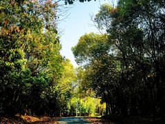 -上海海湾国家森林公园