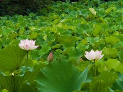 -绍兴镜湖国家城市湿地公园