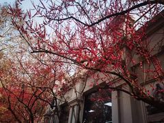 -武汉大学-樱园