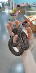 -Moni星球萌宠·小马宝莉·灵蛇·高端高阶全萌宠互动体验俱乐部(红豆国际广场店)