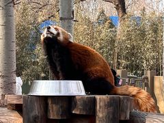 -北京野生动物园