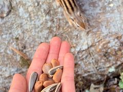 -五营红松林海景区