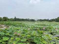 -澹台湖公园