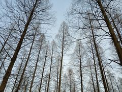 -东平国家森林公园