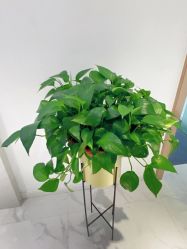 -MIVI半永久纹眉纹绣