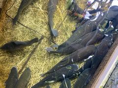 -华园农庄·特色炭烧鸡·北江河鲜